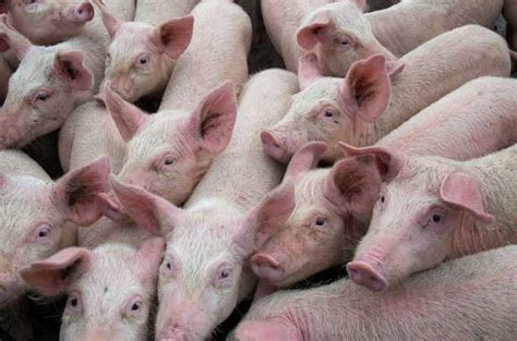 Cebu bans entry of pork products from Iloilo, Panay .